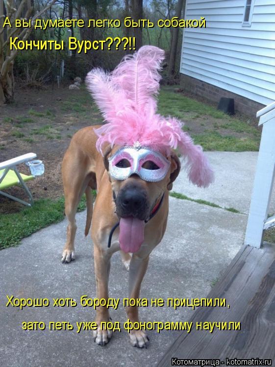 А вы думаете легко быть собакой Кончиты Вурст???!! Хорошо хоть бороду пока не прицепили, зато петь у... Котоматрица: А вы думаете легко быть собакой Кончиты Вурст???!! Хорошо хоть бороду пока не прицепили, зато петь уже под фонограмму научили