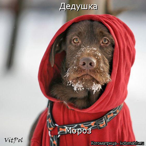 Котоматрица: Дедушка Мороз