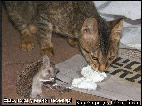 Котоматрица: Ешь,пока у меня перекур!