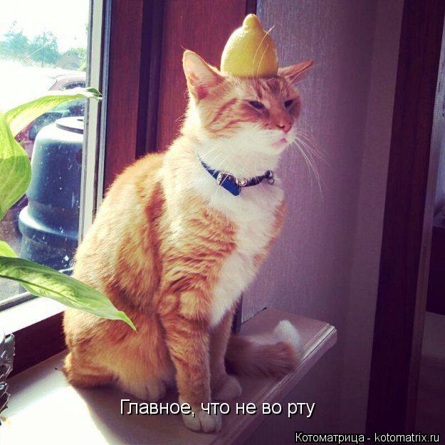Котоматрица: Главное, что не во рту
