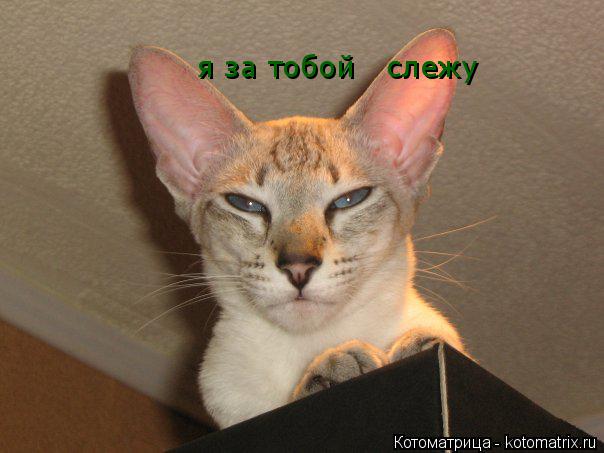 Котоматрица: я за тобой   слежу