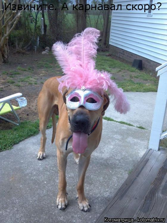 Котоматрица: Извините. А карнавал скоро?