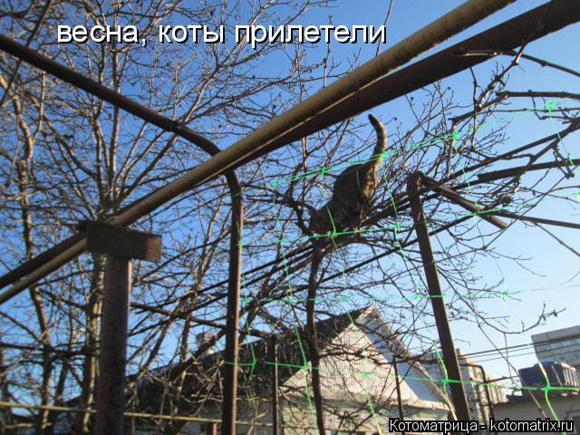 Котоматрица: весна, коты прилетели