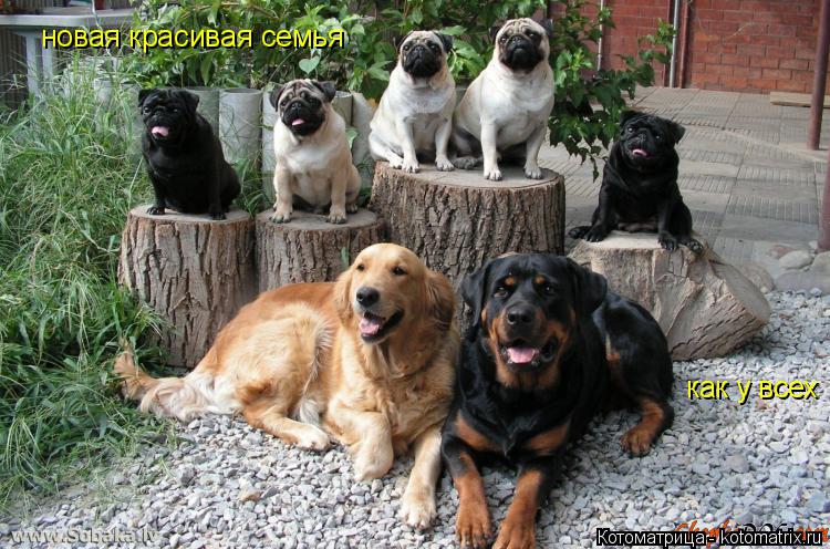 новая красивая семья как у всех... Котоматрица: новая красивая семья как у всех