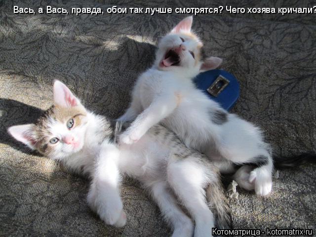 Вась, а Вась, правда, обои так лучше смотрятся? Чего хозява кричали? Вась, а Вась, правда, обои так л... Котоматрица: Вась, а Вась, правда, обои так лучше смотрятся? Чего хозява кричали? Вась, а Вась, правда, обои так лучше смотрятся? Чего хозява кричали?