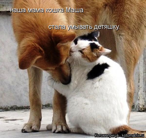 наша мама кошка Маша стала умывать детяшку.... Котоматрица: наша мама кошка Маша стала умывать детяшку.