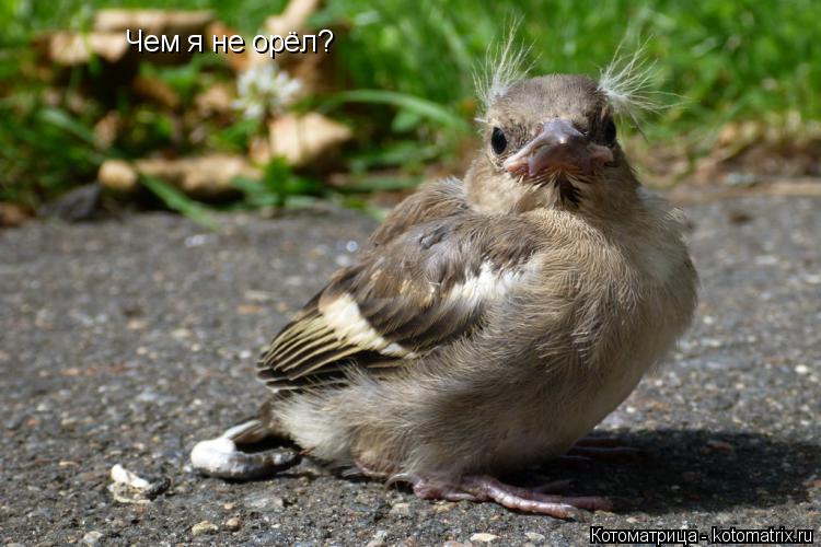 Чем я не орёл?... Котоматрица: Чем я не орёл?