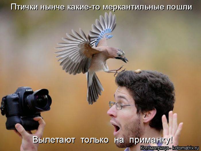 Птички нынче какие-то меркантильные пошли Вылетают только на приманку!... Котоматрица: Птички нынче какие-то меркантильные пошли Вылетают только на приманку!