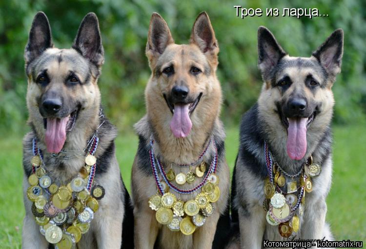 Трое из ларца...... Котоматрица: Трое из ларца...