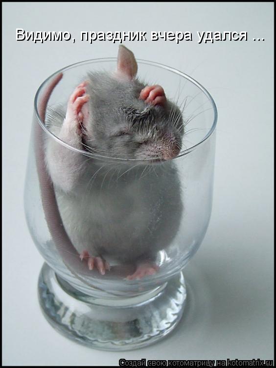 Видимо, праздник вчера удался ...... Котоматрица: Видимо, праздник вчера удался ...