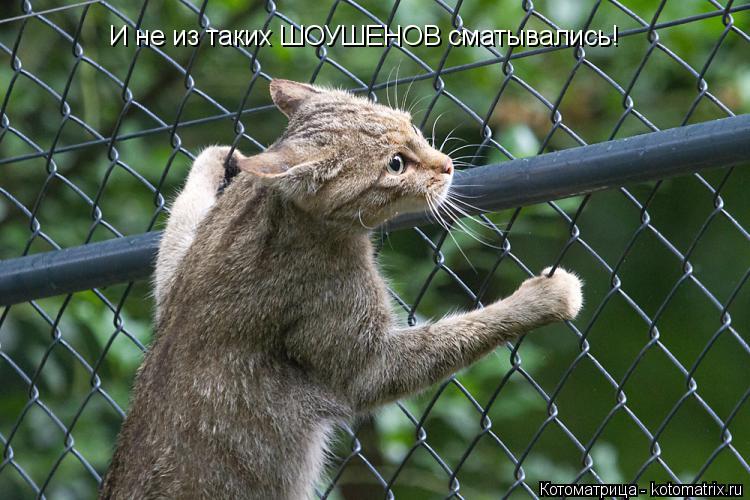 И не из таких ШОУШЕНОВ сматывались!... Котоматрица: И не из таких ШОУШЕНОВ сматывались!