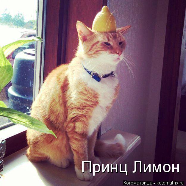 Принц Лимон... Котоматрица: Принц Лимон