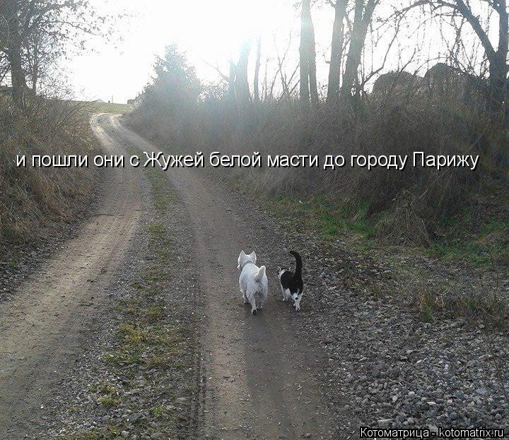 и пошли они с Жужей белой масти до городу Парижу... Котоматрица: и пошли они с Жужей белой масти до городу Парижу