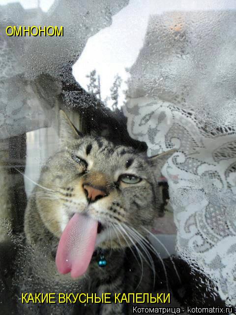 ОМНОНОМ КАКИЕ ВКУСНЫЕ КАПЕЛЬКИ... Котоматрица: ОМНОНОМ КАКИЕ ВКУСНЫЕ КАПЕЛЬКИ