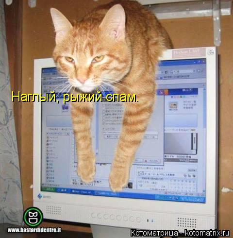Наглый, рыжий спам.... Котоматрица: Наглый, рыжий спам.