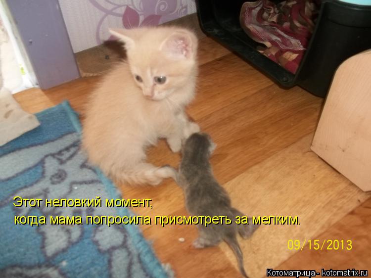 Этот неловкий момент, когда мама попросила присмотреть за мелким.... Котоматрица: Этот неловкий момент, когда мама попросила присмотреть за мелким.