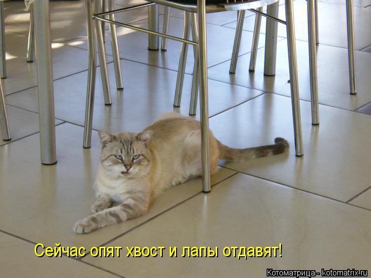 Сейчас опят хвост и лапы отдавят!... Котоматрица: Сейчас опят хвост и лапы отдавят!