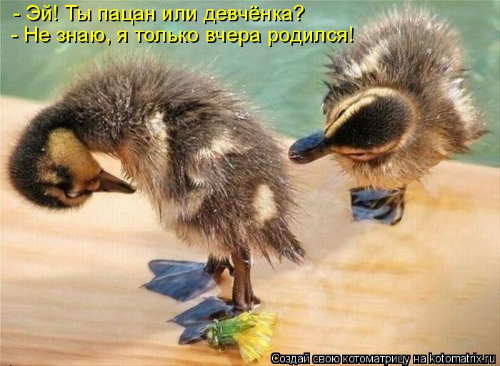 - Эй! Ты пацан или девчёнка? - Не знаю, я только вчера родился!... Котоматрица: - Эй! Ты пацан или девчёнка? - Не знаю, я только вчера родился!