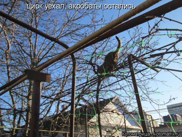 цирк уехал, акробаты остались... Котоматрица: цирк уехал, акробаты остались