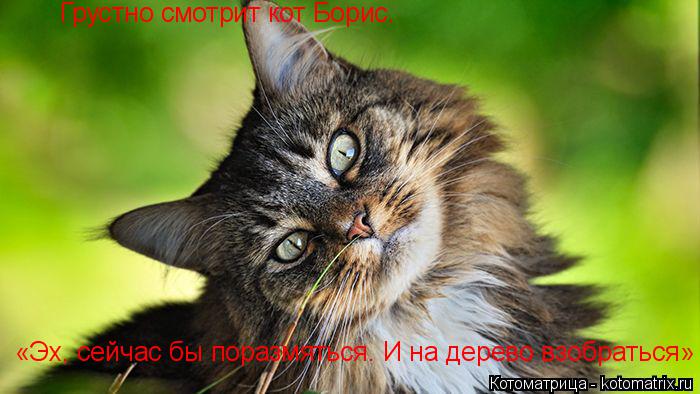 Грустно смотрит кот Борис. «Эх, сейчас бы поразмяться. И на дерево взобраться»... Котоматрица: Грустно смотрит кот Борис. «Эх, сейчас бы поразмяться. И на дерево взобраться»