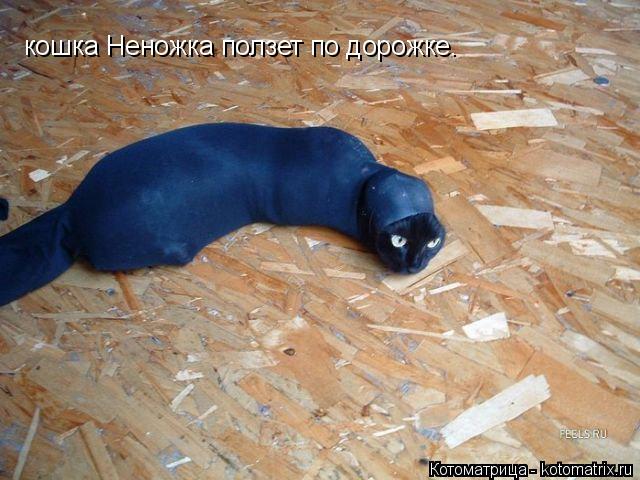 кошка Неножка ползет по дорожке.... Котоматрица: кошка Неножка ползет по дорожке.