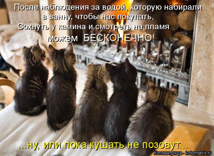 После наблюдения за водой, которую набирали в ванну, чтобы нас покупать, можем БЕСКОНЕЧНО! ...ну, ил... Котоматрица: После наблюдения за водой, которую набирали в ванну, чтобы нас покупать, можем БЕСКОНЕЧНО! ...ну, или пока кушать не позовут... Сохнуть у камин