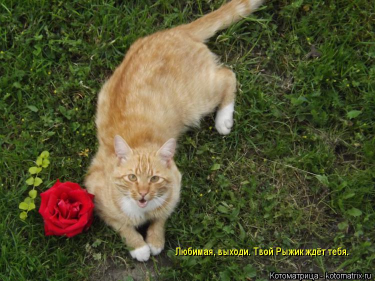 Любимая, выходи. Твой Рыжик ждёт тебя.... Котоматрица: Любимая, выходи. Твой Рыжик ждёт тебя.