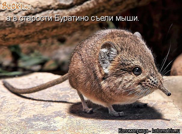 а в старости Буратино съели мыши.... Котоматрица: а в старости Буратино съели мыши.