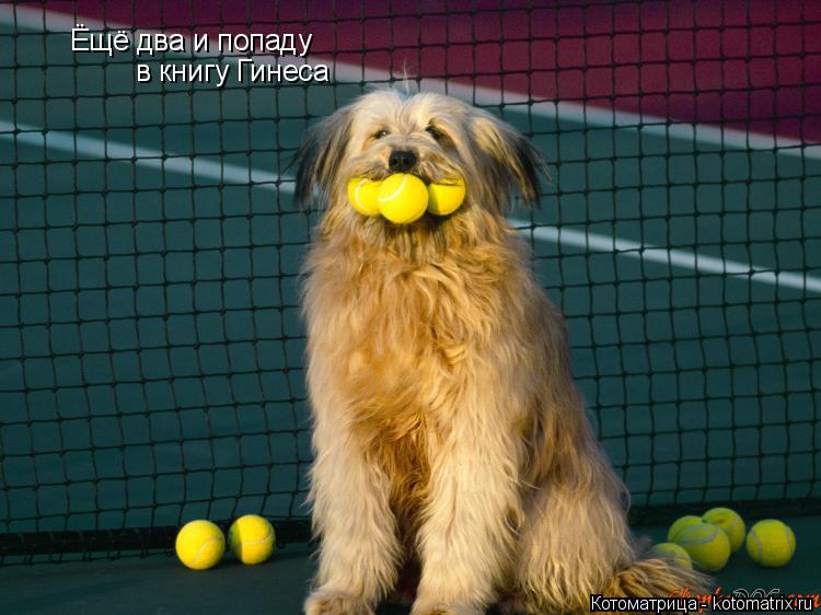 Ёщё два и попаду в книгу Гинеса... Котоматрица: Ёщё два и попаду в книгу Гинеса