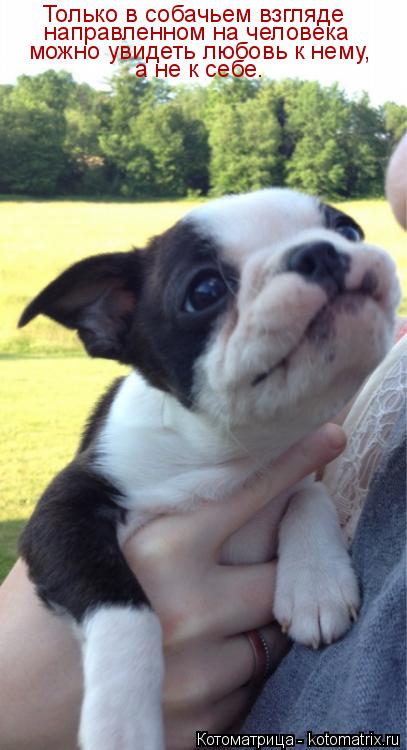 Только в собачьем взгляде направленном на человека можно увидеть любовь к нему, а не к себе.... Котоматрица: Только в собачьем взгляде направленном на человека можно увидеть любовь к нему, а не к себе.