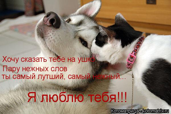 Хочу сказать тебе на ушко Пару нежных слов ты самый лутший, самый нежный... Я люблю тебя!!!... Котоматрица: Хочу сказать тебе на ушко Пару нежных слов ты самый лутший, самый нежный... Я люблю тебя!!!
