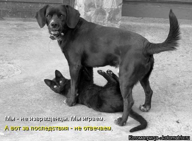 Мы - не извращенцы. Мы играем. А вот за последствия - не отвечаем.... Котоматрица: Мы - не извращенцы. Мы играем. А вот за последствия - не отвечаем.