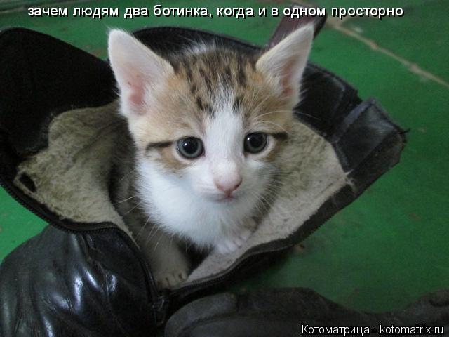 зачем людям два ботинка, когда и в одном просторно... Котоматрица: зачем людям два ботинка, когда и в одном просторно