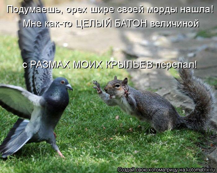 с РАЗМАХ МОИХ КРЫЛЬЕВ перепал! Мне как-то ЦЕЛЫЙ БАТОН величиной Подумаешь, орех шире своей морды нашл... Котоматрица: с РАЗМАХ МОИХ КРЫЛЬЕВ перепал! Мне как-то ЦЕЛЫЙ БАТОН величиной Подумаешь, орех шире своей морды нашла!