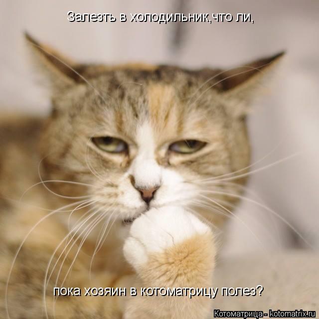 Залезть в холодильник,что ли, пока хозяин в котоматрицу полез?... Котоматрица: Залезть в холодильник,что ли, пока хозяин в котоматрицу полез?