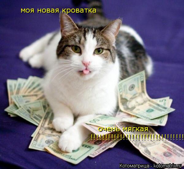 моя новая кроватка очень мягкая !!!!!!!!!!!!!!!!!!!!!!!!!!!!!!!!!!!!!!!!!... Котоматрица: моя новая кроватка очень мягкая !!!!!!!!!!!!!!!!!!!!!!!!!!!!!!!!!!!!!!!!!