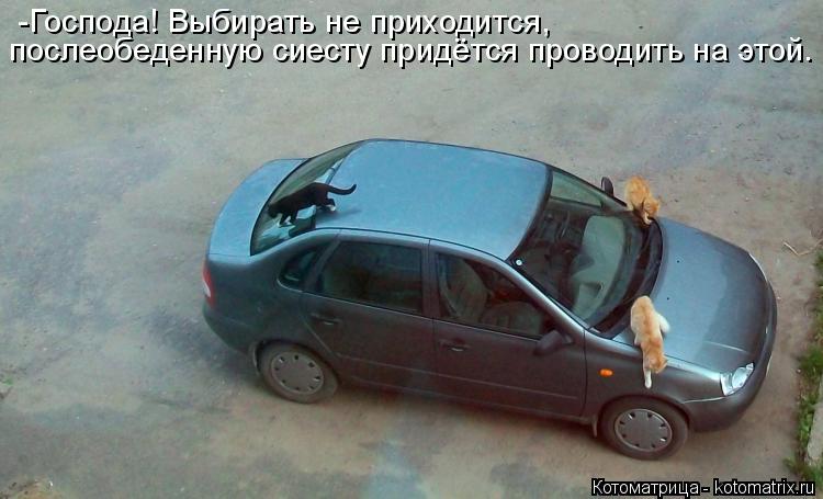 -Господа! Выбирать не приходится, послеобеденную сиесту придётся проводить на этой.... Котоматрица: -Господа! Выбирать не приходится, послеобеденную сиесту придётся проводить на этой.