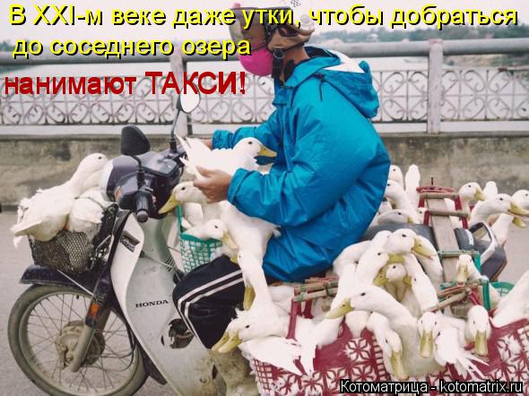 В ХХI-м веке даже утки, чтобы добраться до соседнего озера нанимают ТАКСИ! нанимают ТАКСИ! И!... Котоматрица: В ХХI-м веке даже утки, чтобы добраться до соседнего озера нанимают ТАКСИ! нанимают ТАКСИ! И!