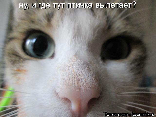 ну, и где тут птичка вылетает?... Котоматрица: ну, и где тут птичка вылетает?
