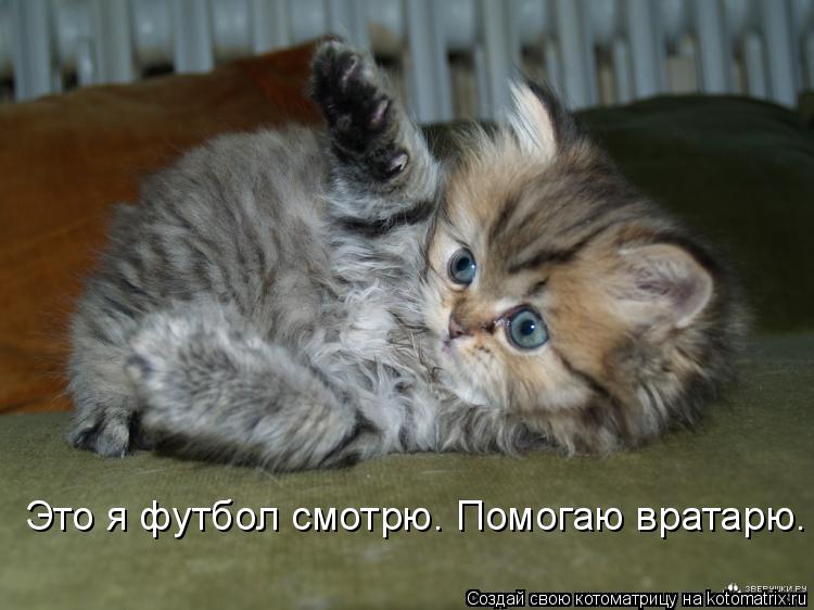 Это я футбол смотрю. Помогаю вратарю.... Котоматрица: Это я футбол смотрю. Помогаю вратарю.
