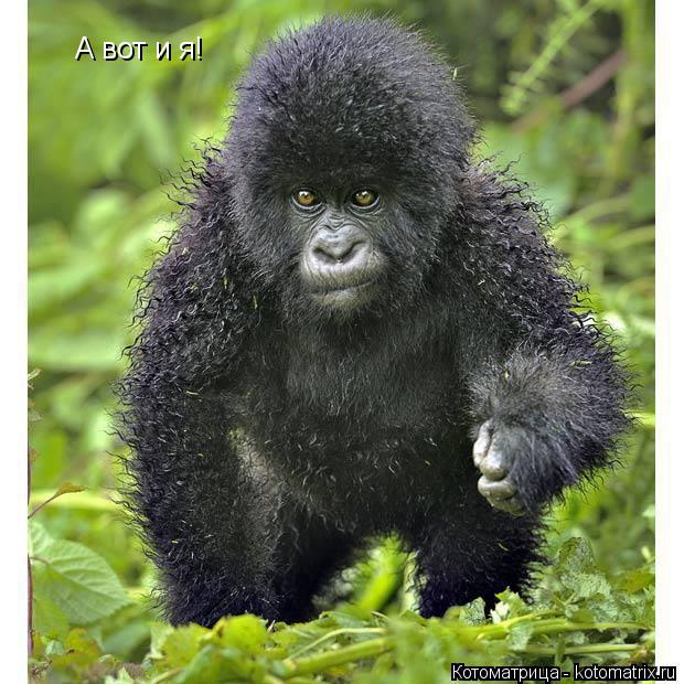 А вот и я!... Котоматрица: А вот и я!
