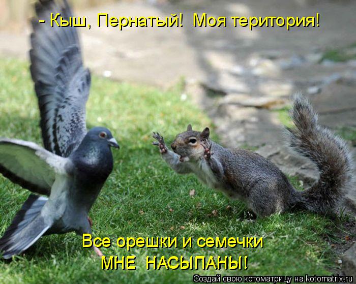 МНЕ НАСЫПАНЫ! МНЕ НАСЫПАНЫ! - Кыш, Пернатый! Моя територия! Все орешки и семечки Все орешки и семе... Котоматрица: МНЕ НАСЫПАНЫ! МНЕ НАСЫПАНЫ! - Кыш, Пернатый! Моя територия! Все орешки и семечки Все орешки и семечки