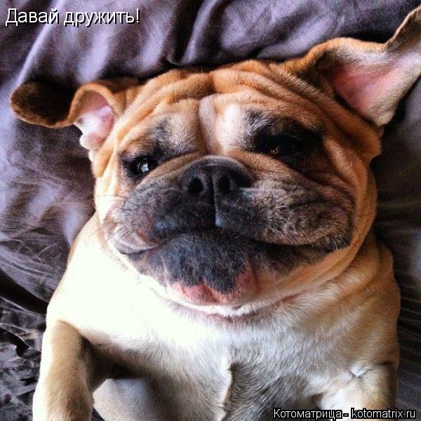 Давай дружить!... Котоматрица: Давай дружить!