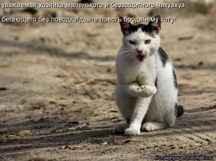 Котоматрица: уважаемая хозяйка маленького и беззащитного чихуахуа, бегающего без поводка!дайте поесть бродячему коту!