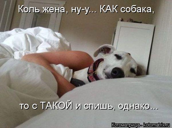 Коль жена, ну-у... КАК собака, то с ТАКОЙ и спишь, однако...... Котоматрица: Коль жена, ну-у... КАК собака, то с ТАКОЙ и спишь, однако...