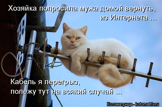 Хозяйка попросила мужа домой вернуть, из Интернета ... Кабель я перегрыз, полежу тут на всякий случ... Котоматрица: Хозяйка попросила мужа домой вернуть, из Интернета ... Кабель я перегрыз, полежу тут на всякий случай ...