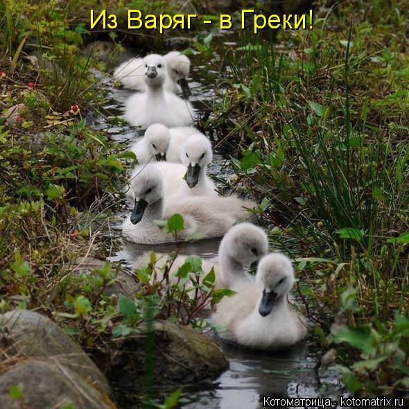 Из Варяг - в Греки!... Котоматрица: Из Варяг - в Греки!