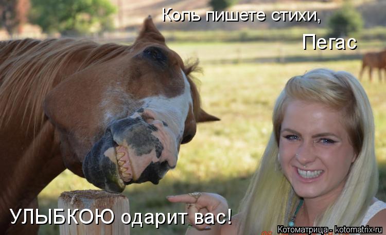 Коль пишете стихи, Пегас УЛЫБКОЮ одарит вас!... Котоматрица: Коль пишете стихи, Пегас УЛЫБКОЮ одарит вас!