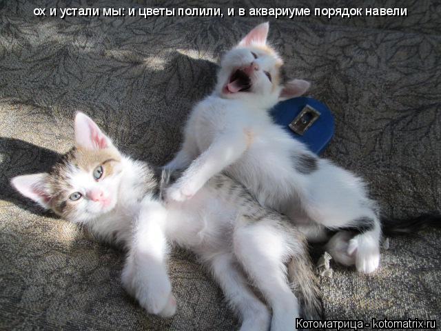 ох и устали мы: и цветы полили, и в аквариуме порядок навели... Котоматрица: ох и устали мы: и цветы полили, и в аквариуме порядок навели