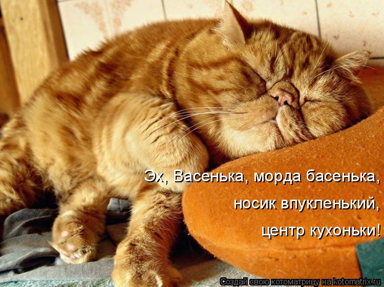 Эх, Васенька, морда басенька, носик впукленький, центр кухоньки!... Котоматрица: Эх, Васенька, морда басенька, носик впукленький, центр кухоньки!